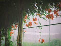 -前小桔亲子创意农场·草莓采摘·露营烧烤