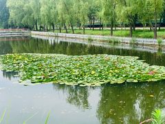 -微山湖红荷湿地景区