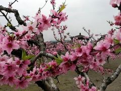 -樂桃源奉贤黄桃种植采摘基地