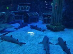 -芜湖新华联大白鲸海洋公园