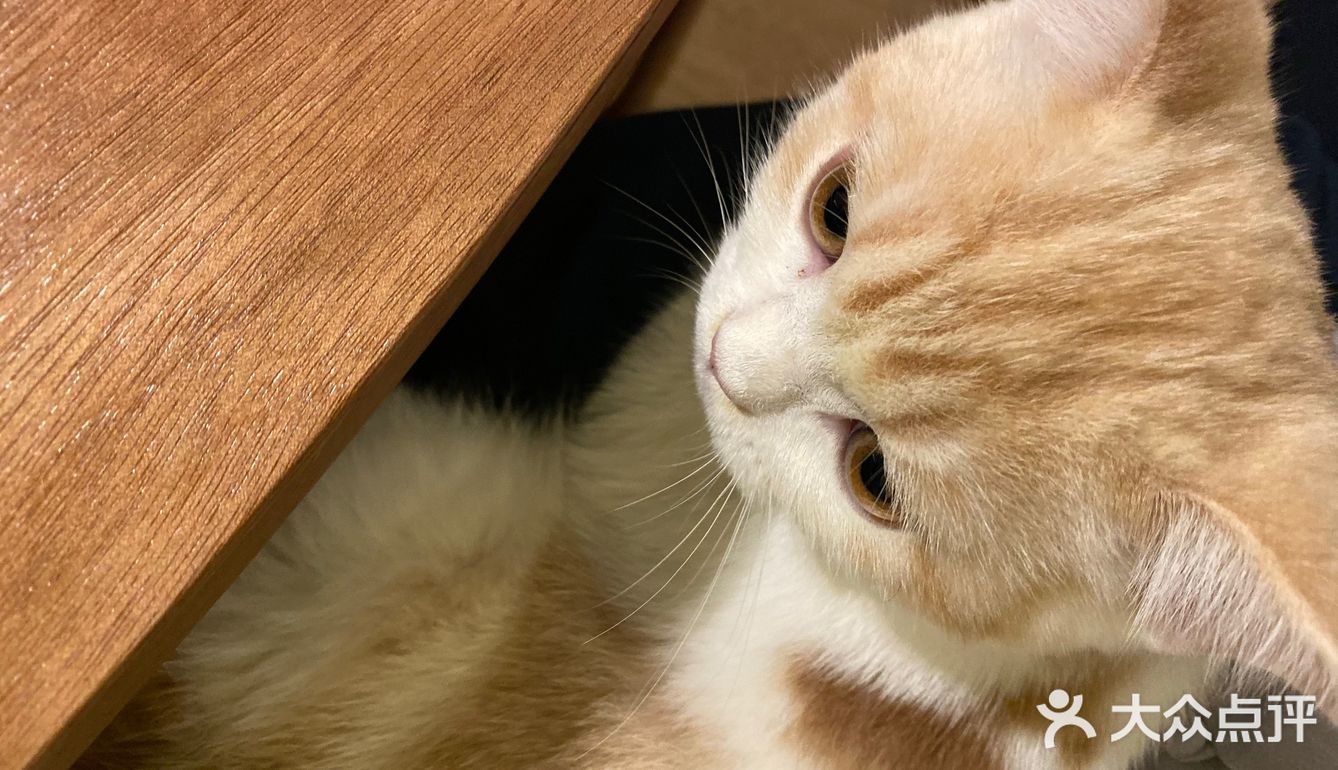 今日份的🐱片，是颜值赛高的大白