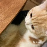 今日份的🐱片，是颜值赛高的大白