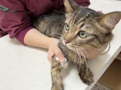 -瑞派康怡24h宠物医院·犬猫医疗中心·微创绝育(瑞景分院)