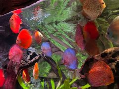 -上海海洋水族馆