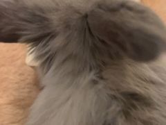 -猫猫幼稚园·撸猫·桌游·电玩