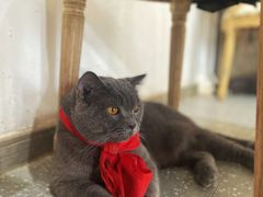 -共舞时光猫咖·狗咖(新街口店)