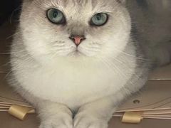 -宠物星动物医院·眼科·异宠·猫科(江南大道总院)