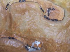 -上海昆虫博物馆