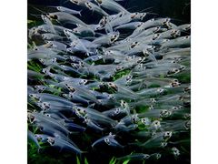 -迪拜水族馆及水下动物园