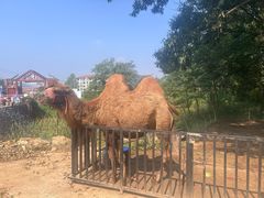 -金石滩蓝莓谷庄园