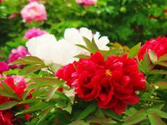 -莲花池公园