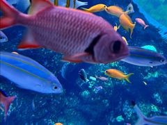 -西雅图水族馆