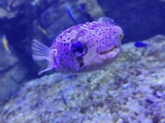 -太平洋海底世界