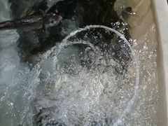 -百里鲜(羚羊峡古栈道森林公园店)