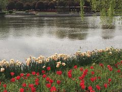 -上海鲜花港