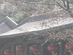 -庐山风景名胜区-东林大佛