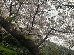 -武汉大学-樱园