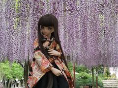 -嘉定紫藤园