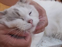 -滚猫咖啡·猫咖·猫友好撸猫(未来城店)