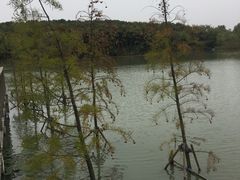 -昆山城市生态森林公园