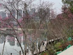 -重庆彩云湖湿地公园