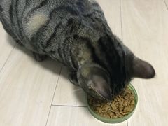 回到家第一次进食-瑞鹏宠物医院·宠保定点·心脏科·内科(御桥分院)