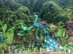 -西双版纳原始森林公园
