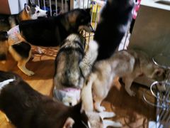 -Husky Go! 哈士奇体验馆·宠物咖啡厅狗咖