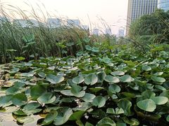 荷花-3W咖啡(国家软件园店)