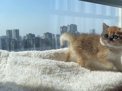 -喵zoo家庭繁育猫舍(尖东智能花园店)