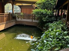 -西双版纳原始森林公园