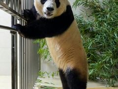 -卧龙中华大熊猫苑神树坪基地