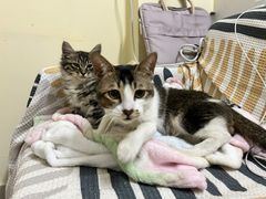 -瑞派新吉太郎宠物医院·重症转诊中心·泌尿道(嘉禾望岗院)