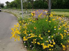 -上海长兴岛郊野公园