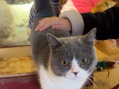 -猫咖时代(中山亭店)