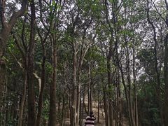 -东莞市大岭山森林公园