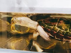 -甜心闲生传统手工冰粉(奎星楼店)