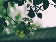 -蜀冈西峰生态公园