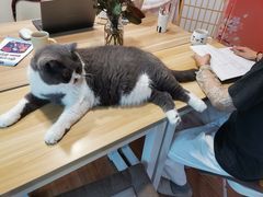 -猫音日语留学培训