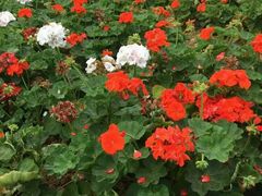 -松山湖梦幻百花洲