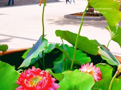 -天津大悲禅院