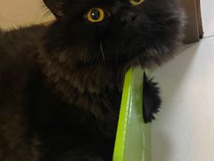 -安安宠医·安宠宠物医院