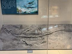 -安徽省地质博物馆