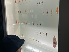 -青岛贝壳博物馆