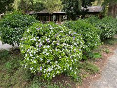 -南宁良凤江国家森林公园