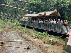 -西双版纳原始森林公园