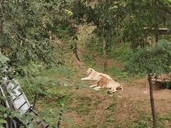 -石家庄市动物园