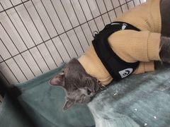 -瑞鹏宠物医院华南总院·夜诊·心脏科·骨科