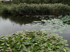 -前关湿地公园