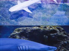 -南昌海洋公园